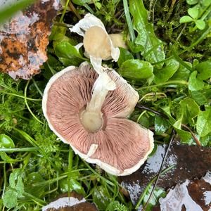 Meet your Posher, Amie